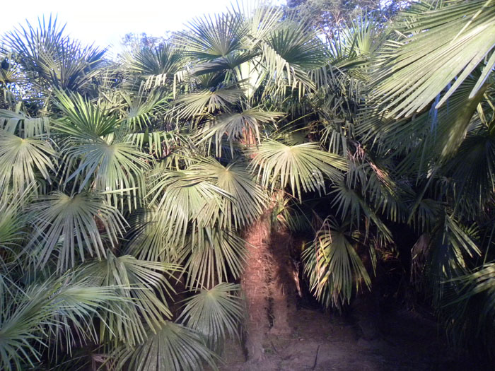 Trachycarpus fortunei 11.jpg